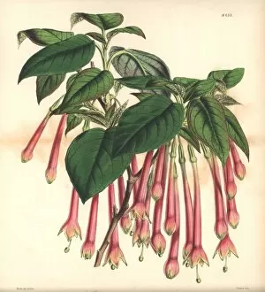 Fuchsia Collection: Large-flowered apetalous fuchsia, Fuchsia macrantha