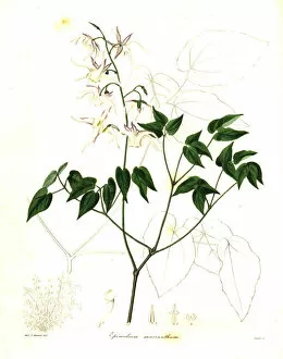 Stevens Collection: Large-flowered barrenwort, Epimedium grandiflorum