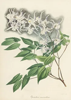 Magazine Of Botany Prints: Large flowered barrenwort, Epimedium grandiflorum