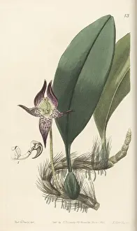 Miss Drake Prints: Large-flowered bulbophyllum, Bulbophyllum macranthum