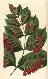 Sydenhamedwards Prints: Large-flowered bushwillow, Combretum grandiflorum