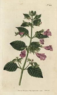 Balm Collection: Large-flowered calamint, Clinopodium grandiflorum
