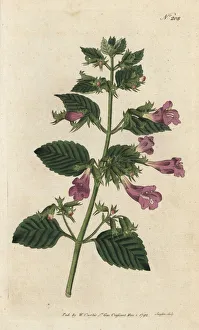 Balm Collection: Large-flowered calamint, Clinopodium grandiflorum
