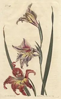 Large-flowered corn-flag or large brown afrikaner