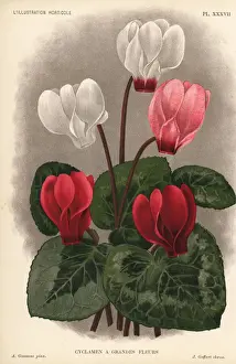 Cyclamen Prints: Large flowered cyclamen hybrid, Cyclamen purpurascens