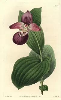 Cypripedium Collection: Large-flowered cypripedium orchid, Cypripedium macranthos