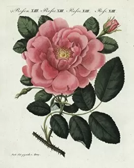 Bertuch Gallery: Large flowered damask rose, Rosa damascena grandiflora