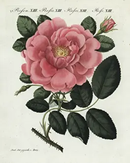 Handcoloredcopperplate Prints: Large flowered damask rose, Rosa damascena grandiflora