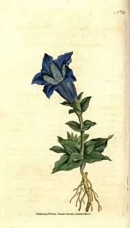 Acaulis Gallery: Large-flowered gentian or gentianella, Gentiana acaulis