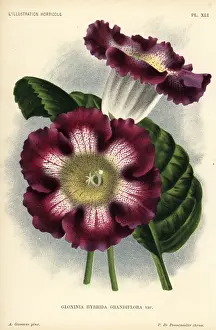 Large-flowered gloxinia hybrid, Gloxinia hybrida grandiflora