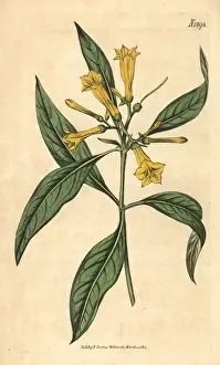 Large-flowered hamelia, Hamelia ventricosa