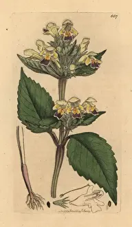 Large Flowered Prints: Large-flowered hemp-nettle, Galeopsis speciosa