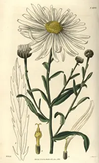 Pyrethrum Prints: Large-flowered marsh ox-eye, Pyrethrum uligonosum