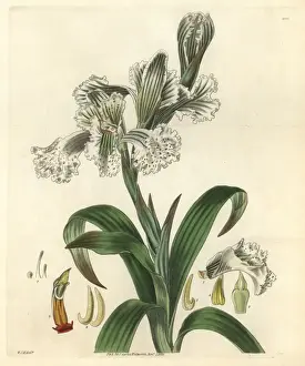Large-flowered neottia, Neottia grandiflora