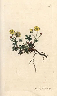 Large-flowered potentilla, Potentilla grandiflora