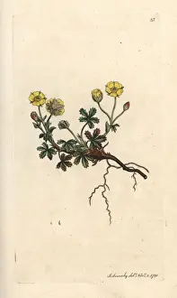 Cinquefoil Prints: Large-flowered potentilla, Potentilla grandiflora