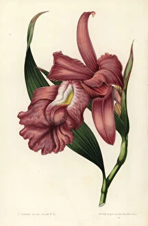 Stroobant Collection: Large-flowered sobralia orchid, Sobralia macrantha