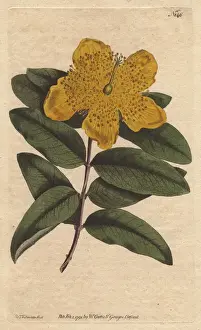 Sydenham Prints: Large flowered St Johns Wort with yellow flowers