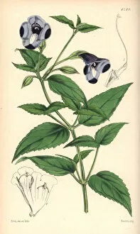 Large-flowered torenia, Torenia asiatica