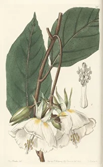 Flowered Prints: Large-flowered trochetia, Trochetia grandiflora
