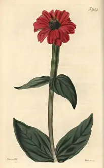 Large-flowered zinnia, Zinnia hybrida