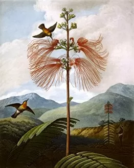 Latest Fine Art Gallery: Large Flowering Sensitive Plant