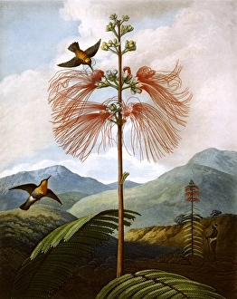 Latest Fine Art Gallery: Large Flowering Sensitive Plant