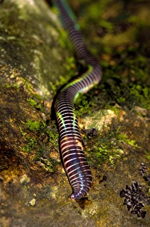 Annelid Gallery: A large fluorescent worm (unidentified) lies