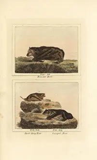 Large flying fox, Pallas's mastiff bat and Schreber's yellow bat