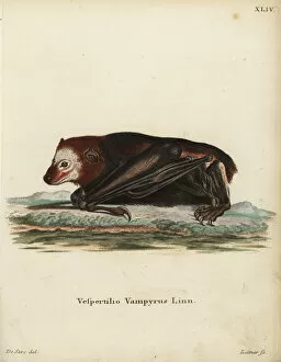 Near Gallery: Large flying fox, Pteropus vampyrus. Near threatened