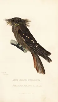 Kearsley Gallery: Large frogmouth, Batrachostomus auritus