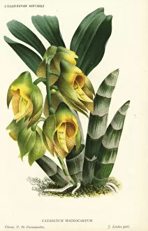 Pannemaeker Collection: Large-fruited catasetum, Catasetum macrocarpum