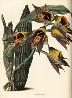 Large-fruited catasetum orchid, Catasetum macrocarpum