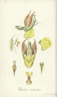 Large-fruited catasetum orchid, Catasetum macrocarpum