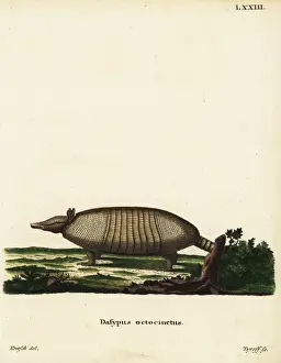 Hairy Prints: Large hairy armadillo, Chaetophractus villosus