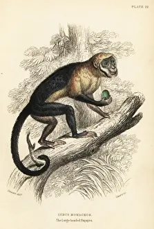 Jardines Prints: Large-headed capuchin, Sapajus apella macrocephalus