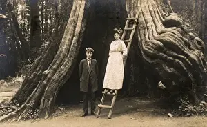 Columbia Prints: Large Hollow Tree Trunk - Stanley Park, Vancouver, Canada