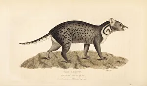 Large Indian civet, Viverra zibetha. Near threatened Large Indian civet, Viverra zibetha. Near threatened