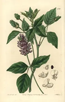 Large leatherroot, Hoita macrostachya