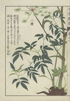 Large leaved angelica plant: full plant Large leaved angelica plant: full plant