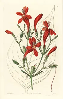 Macrophylla Prints: Large-leaved ruellia, Ruellia macrophylla
