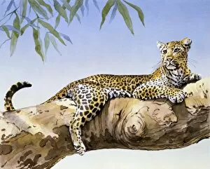 Wildlife Gallery: A large Leopard reclining on a branch