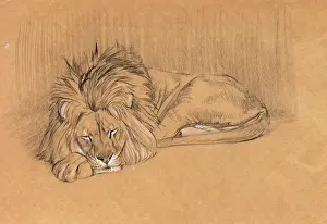 Sheppard Prints: Large male lion sleeping