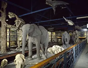 Elephantidae Prints: Large mammal exhibition at The Natural History Museum at Tri