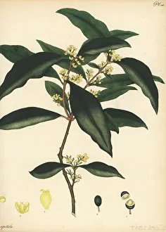 New Zealand Prints: Large mock-olive, Notelaea longifolia