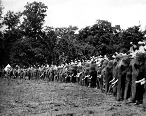 Arrangements Prints: Large number of hunting elephants, Nepal