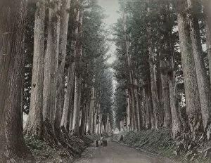Foliage Gallery: Large pine trees along the Imaichi Road, Nikko, Japan