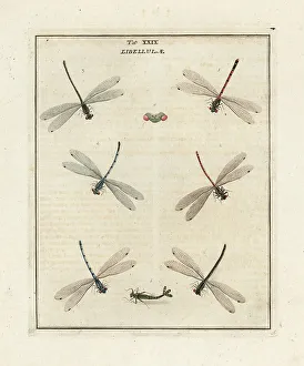 Diptera Prints: Large red, common blue and azure damselflies