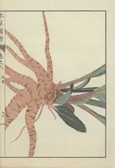 Stems Prints: Large root cluster and base of leaves and stems