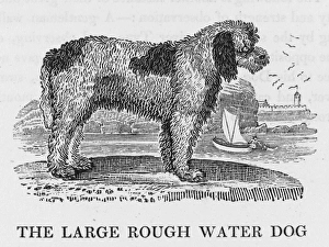 Aquaticus Gallery: Large Rough Water Dog